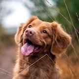 dog closeup with tongue out