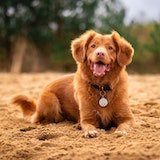 dog laying down in the sand