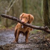 dog holding a stick on a hiking trail